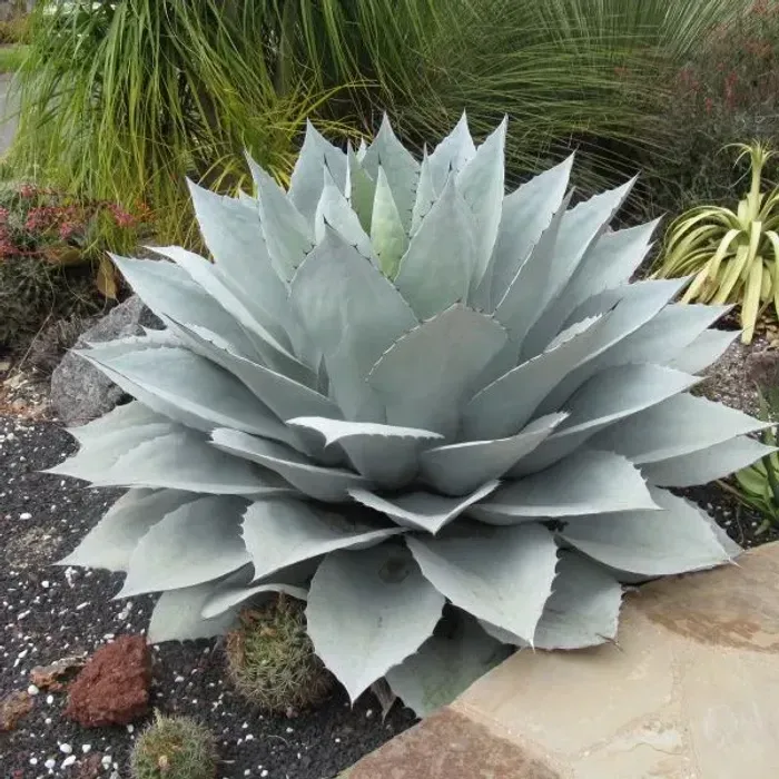 Agave ovatifolia 'Giant' - Giant Whale's Tongue Century Plant - Image 5