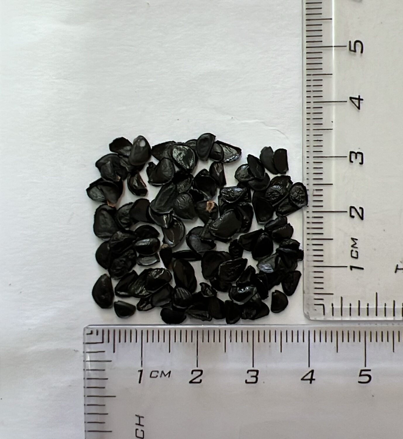 Agave ovatifolia 'Giant' - Giant Whale's Tongue Century Plant - Image 6