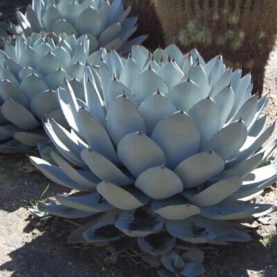 Agave parryi subsp. parryi - Parrys Agave