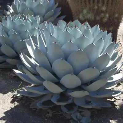 Agave parryi subsp. parryi - Parrys Agave