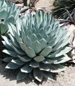 Agave parryi subsp. parryi - Parrys Agave - Image 12