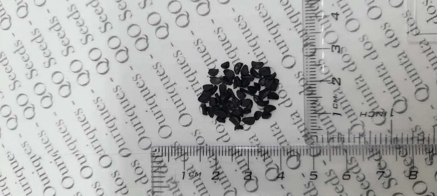 Agave striata subsp. striata - Espadin, Ngopanie Aloe, Hedgehog Agave, Rabo de León - Image 3