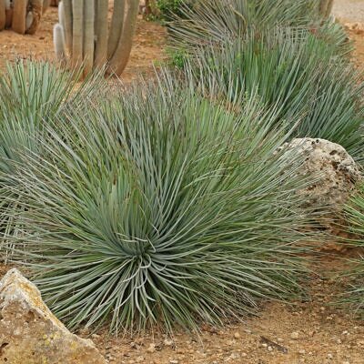 Agave striata subsp. striata - Espadin, Ngopanie Aloe, Hedgehog Agave, Rabo de León