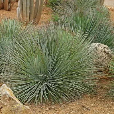 Agave striata subsp. striata - Espadin, Ngopanie Aloe, Hedgehog Agave, Rabo de León