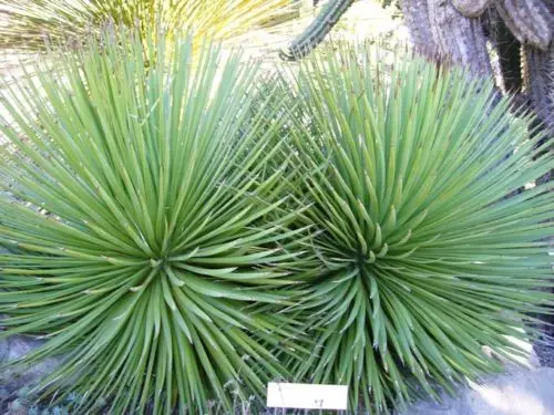 Agave striata subsp. striata - Espadin, Ngopanie Aloe, Hedgehog Agave, Rabo de León - Image 5