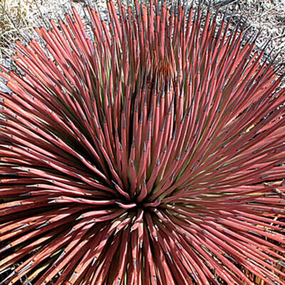Agave stricta var. rubra - Red Hedgehog Agave, Purple Globe Agave, Purple Needle Leaf Agave, Red Needle Aga