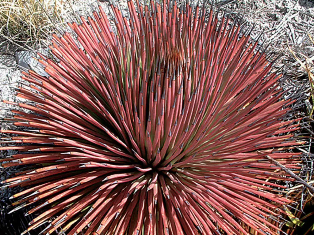 Agave stricta var. rubra - Red Hedgehog Agave, Purple Globe Agave, Purple Needle Leaf Agave, Red Needle Aga