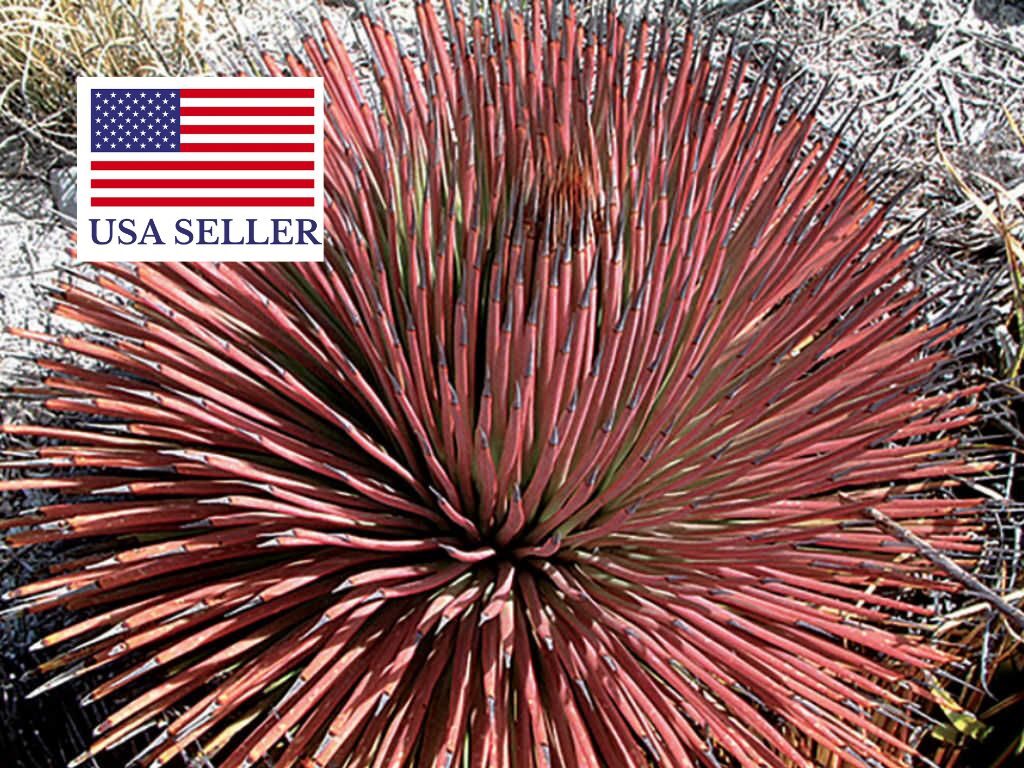 Agave stricta var. rubra - Red Hedgehog Agave, Purple Globe Agave, Purple Needle Leaf Agave, Red Needle Aga - Image 3