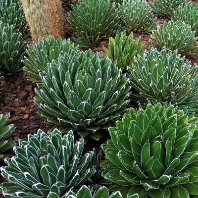 Agave victoriae-reginae subsp. victoriae-reginae - Queen Victoria Agave, Royal Agave