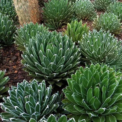 Agave victoriae-reginae subsp. victoriae-reginae - Queen Victoria Agave, Royal Agave