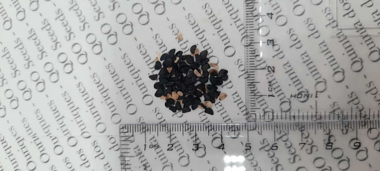 Agave victoriae-reginae subsp. victoriae-reginae - Queen Victoria Agave, Royal Agave - Image 8