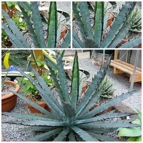 Agave xylonacantha - - Image 2
