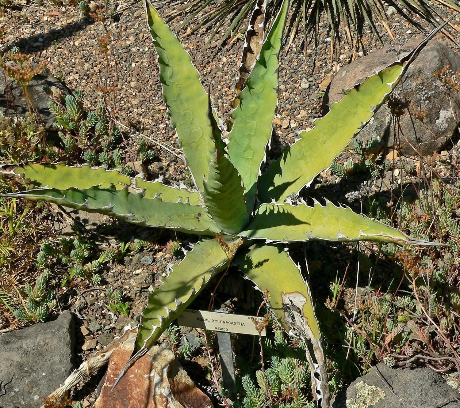 Agave xylonacantha - - Image 3