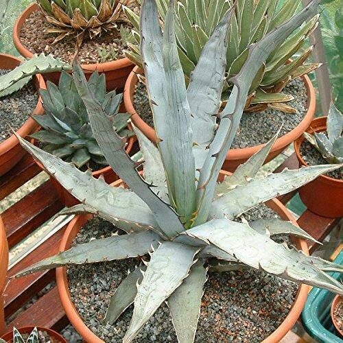 Agave xylonacantha - - Image 4