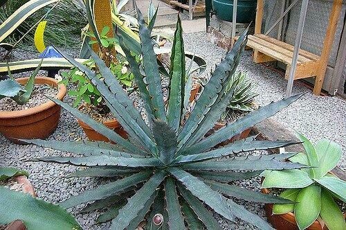Agave xylonacantha -