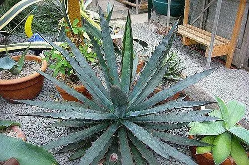 Agave xylonacantha -