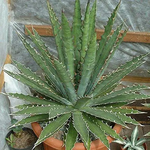 Agave xylonacantha - - Image 5