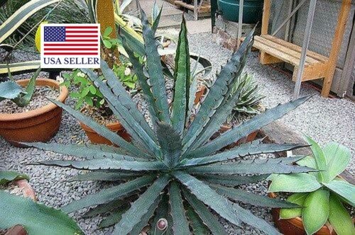 Agave xylonacantha - - Image 6