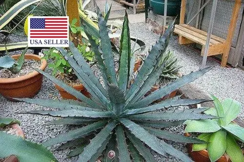 Agave xylonacantha - - Image 6
