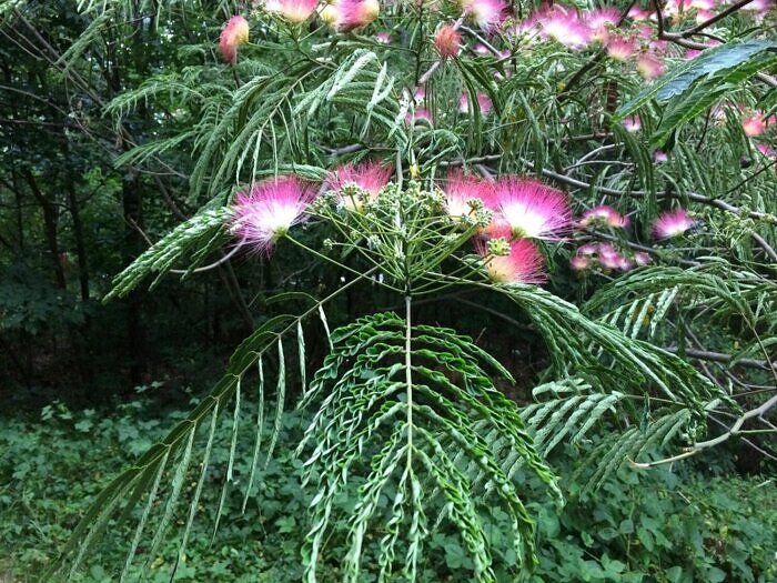 Albizia julibrissin var. rosea  Pink Silk Tree | The Bonsai Master's  Secret - Quinta dos Ouriques