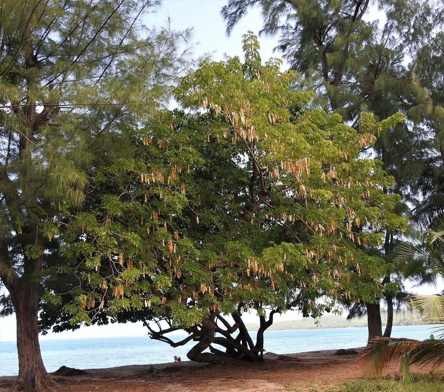 Albizia lebbeck - Sirisa, Siris, Lebbeck, Lebbek Tree, Flea Tree, Frywood, Koko, Woman'S Tongue Tree - Image 2