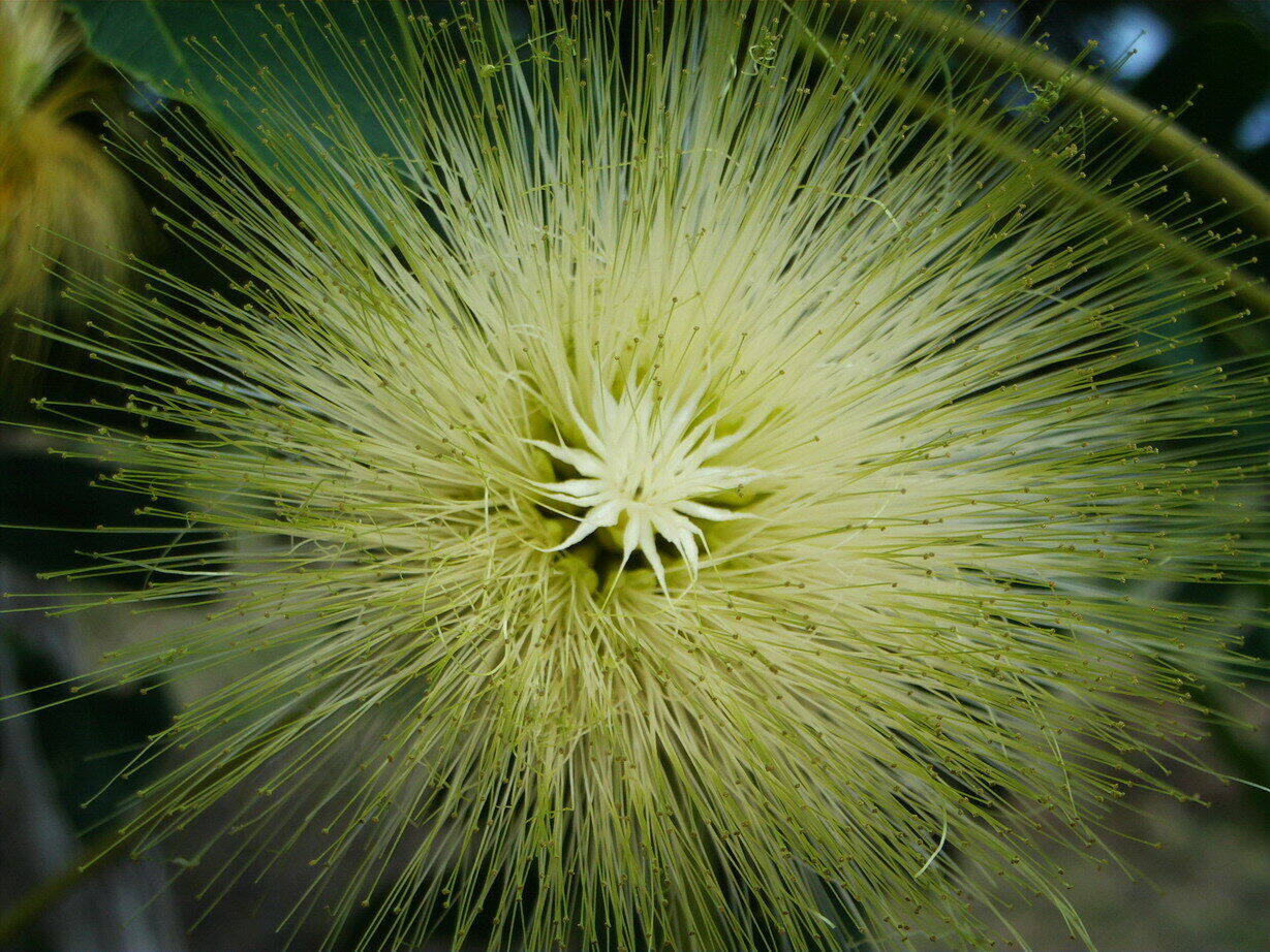 Albizia lebbeck - Sirisa, Siris, Lebbeck, Lebbek Tree, Flea Tree, Frywood, Koko, Woman'S Tongue Tree - Image 3