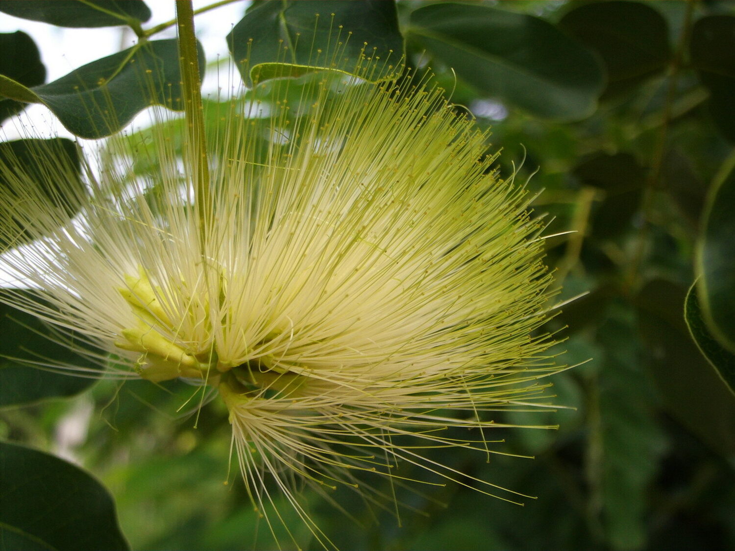 Albizia lebbeck - Sirisa, Siris, Lebbeck, Lebbek Tree, Flea Tree, Frywood, Koko, Woman'S Tongue Tree - Image 4