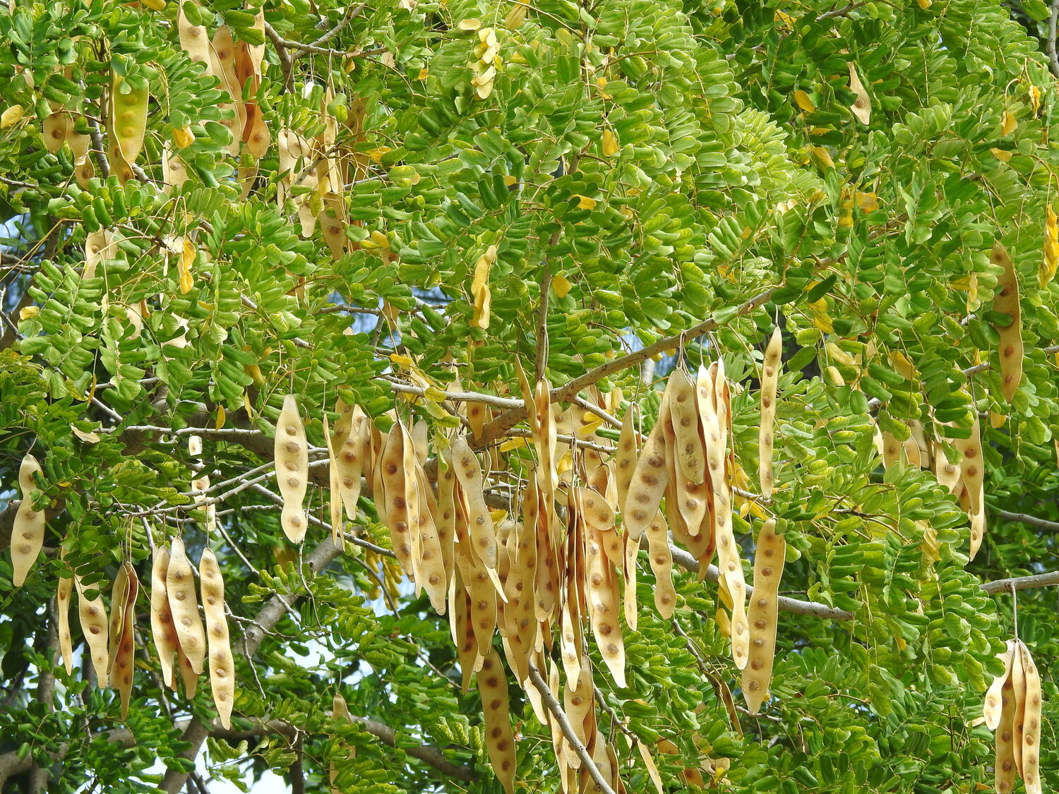Albizia lebbeck - Sirisa, Siris, Lebbeck, Lebbek Tree, Flea Tree, Frywood, Koko, Woman'S Tongue Tree - Image 5