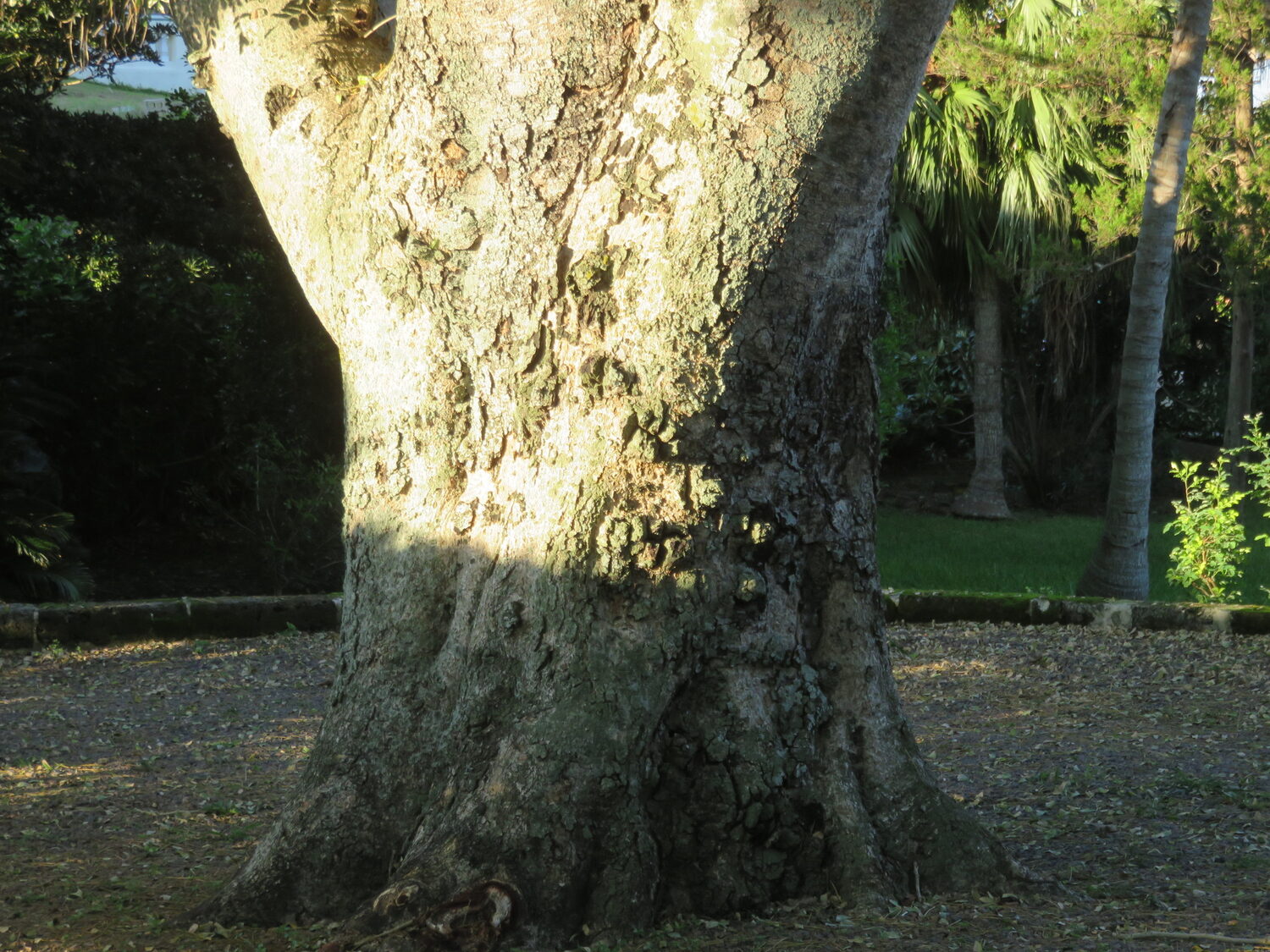 Albizia lebbeck - Sirisa, Siris, Lebbeck, Lebbek Tree, Flea Tree, Frywood, Koko, Woman'S Tongue Tree - Image 7