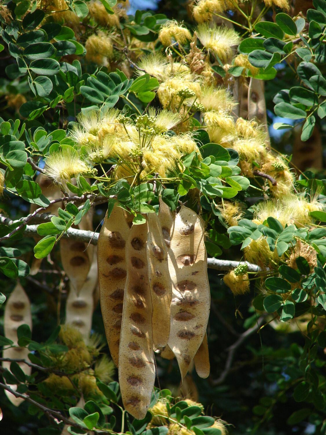 Albizia lebbeck - Sirisa, Siris, Lebbeck, Lebbek Tree, Flea Tree, Frywood, Koko, Woman'S Tongue Tree - Image 8