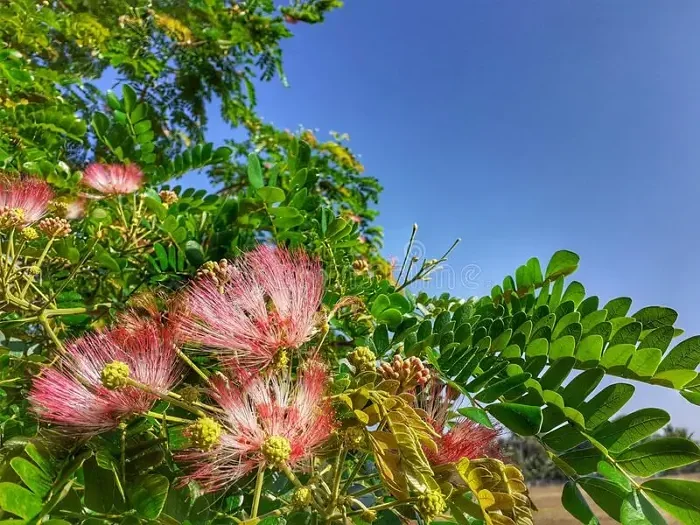 Albizia saman - Monkeypod, Rain Tree, Saman - Quinta dos Ouriques