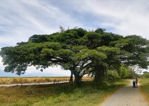 Albizia saman - Monkeypod, Rain Tree, Saman - Image 4