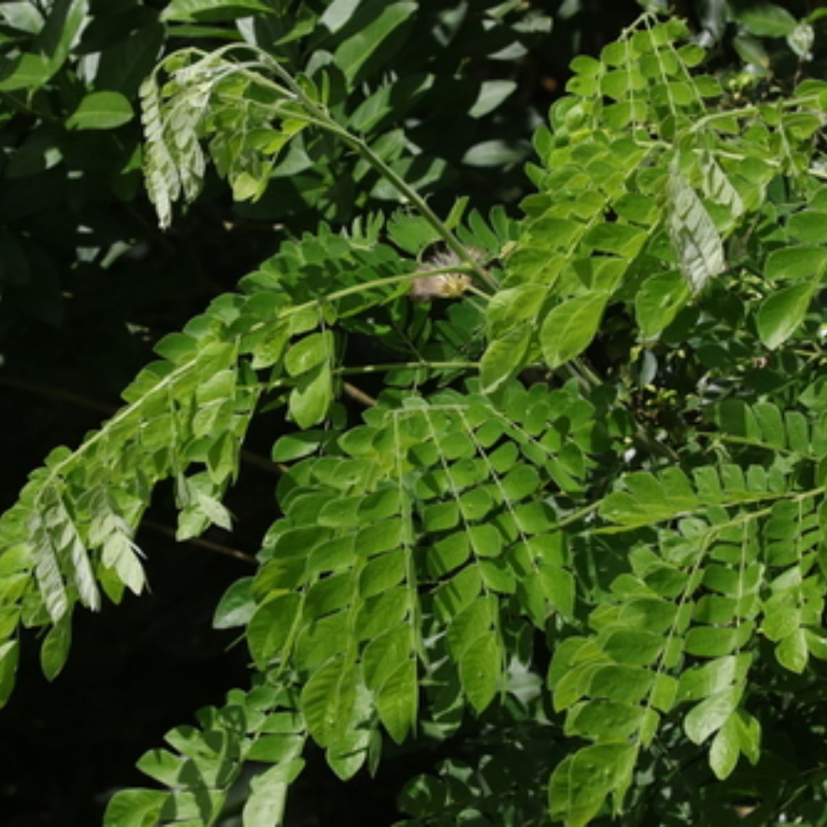 Albizia saman - Monkeypod, Rain Tree, Saman - Image 7