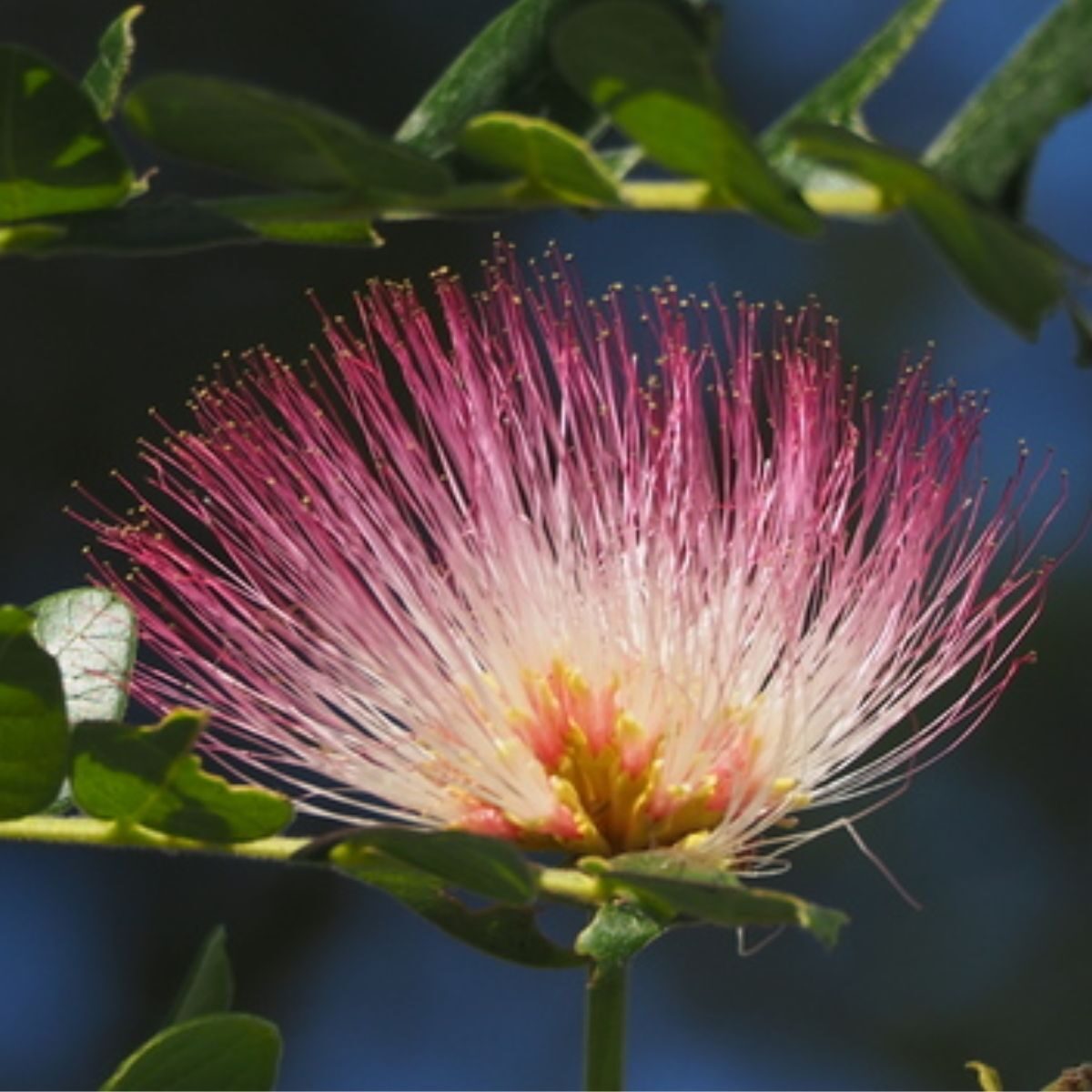 Albizia saman - Monkeypod, Rain Tree, Saman - Image 8