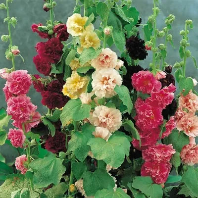 Alcea rosea 'Chater's Double Carnival Mix' - Alcea, Atléia, Royal Malva, Malvaisco, Hollyhock