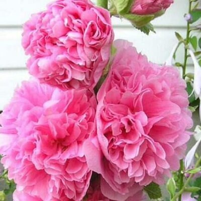 Alcea rosea 'Chater's Double Rose Pink' - Double Pink Doubled Mallow, Alcea, Atléia, Royal Malva, Malvaisco, Hollyhock