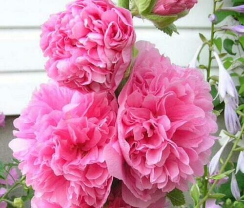 Alcea rosea 'Chater's Double Rose Pink' - Double Pink Doubled Mallow, Alcea, Atléia, Royal Malva, Malvaisco, Hollyhock