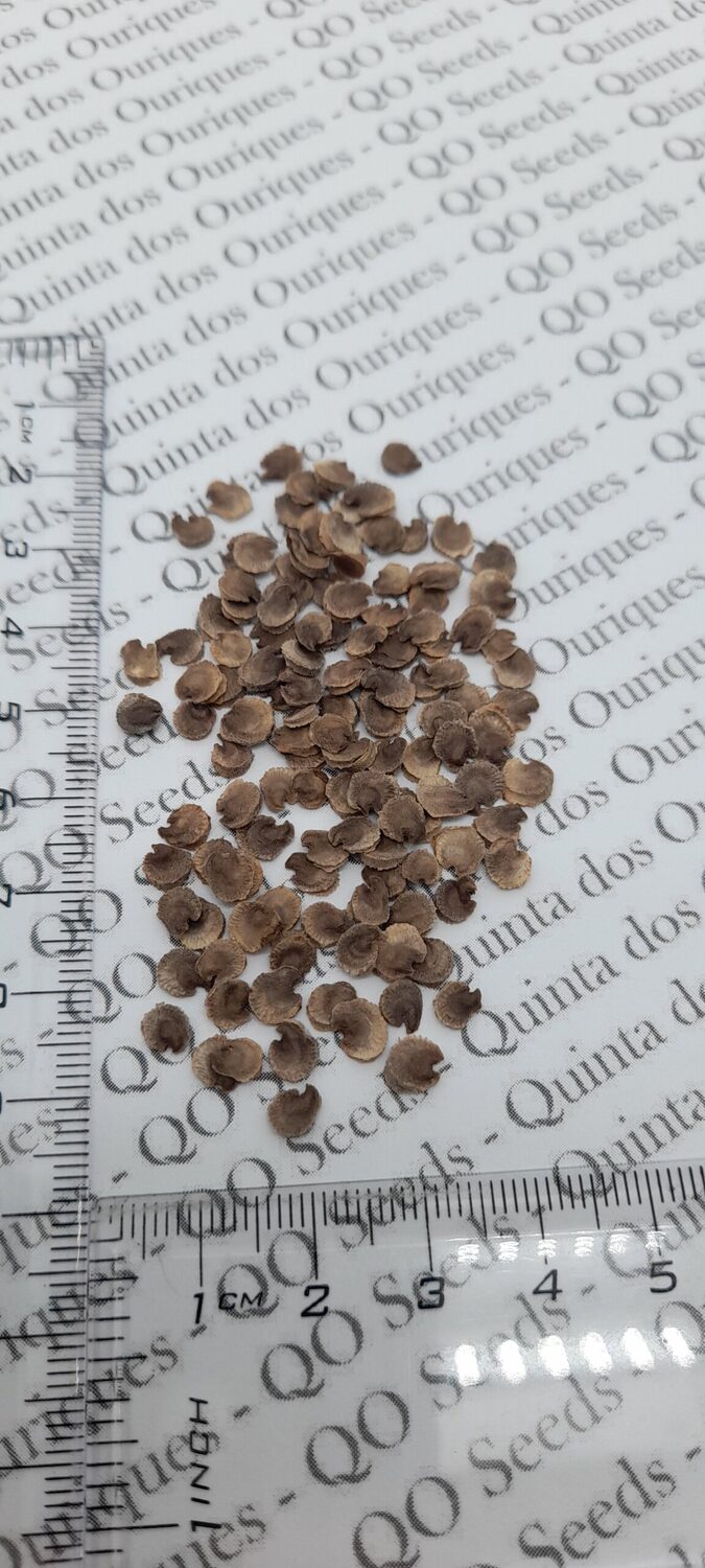 Alcea rosea 'Chater's Double Rose Pink' - Double Pink Doubled Mallow, Alcea, Atléia, Royal Malva, Malvaisco, Hollyhock - Image 3