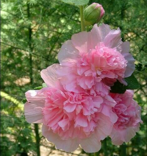 Alcea rosea 'Chater's Double Rose Pink' - Double Pink Doubled Mallow, Alcea, Atléia, Royal Malva, Malvaisco, Hollyhock - Image 4