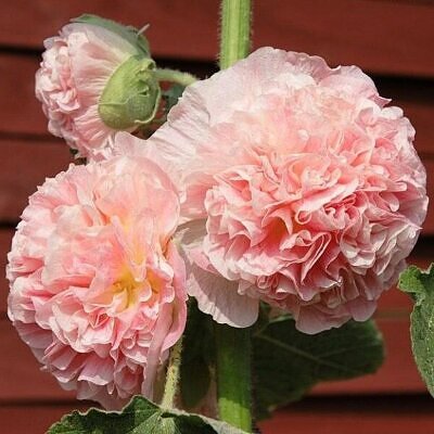 Alcea rosea 'Chater's Double Group Salmon Pink' - Hollyhock, Alcea, Atléia, Royal Malva, Malvaisco