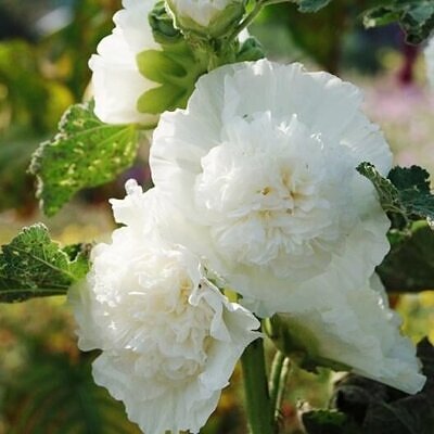 Alcea rosea 'Chater's Double White' - Alcea, Atléia, Royal Malva, Malvaisco, Hollyhock