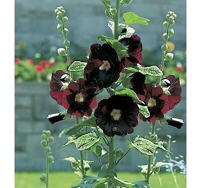 Alcea rosea 'Nigra' - Hollyhock
