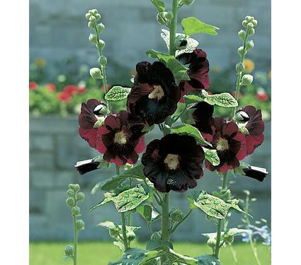 Alcea rosea 'Nigra' - Hollyhock