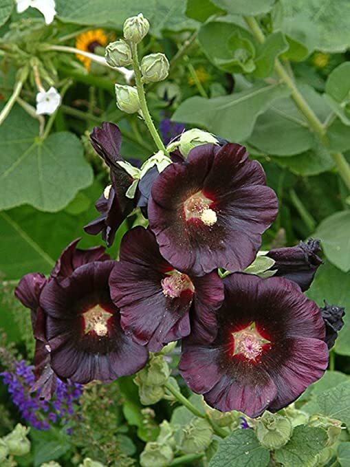 Alcea rosea 'Nigra' - Hollyhock - Image 3