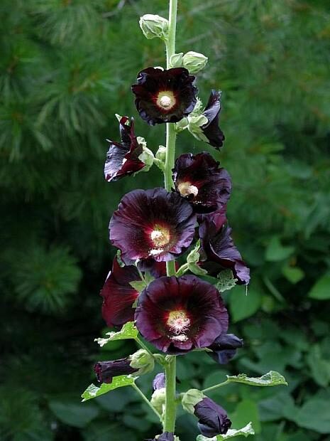Alcea rosea 'Nigra' - Hollyhock - Image 4