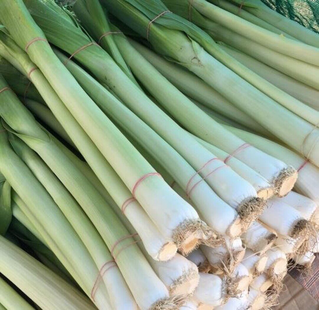 Allium ampeloprasum / Allium adscendens - Porrum Geant de Suisse, Wild Leek, Broadleaf Wild Leek, Giant Swiss Leek, Giant Swiss Leek Early Summer, Giant Leek - Image 2