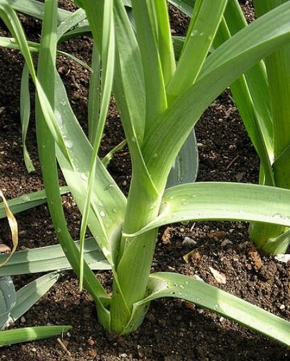 Allium ampeloprasum / Allium adscendens - Porrum Geant de Suisse, Wild Leek, Broadleaf Wild Leek, Giant Swiss Leek, Giant Swiss Leek Early Summer, Giant Leek - Image 3