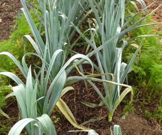 Allium ampeloprasum / Allium adscendens - Porrum Geant de Suisse, Wild Leek, Broadleaf Wild Leek, Giant Swiss Leek, Giant Swiss Leek Early Summer, Giant Leek - Image 4
