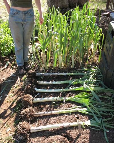 Allium ampeloprasum / Allium adscendens - Porrum Geant de Suisse, Wild Leek, Broadleaf Wild Leek, Giant Swiss Leek, Giant Swiss Leek Early Summer, Giant Leek - Image 5