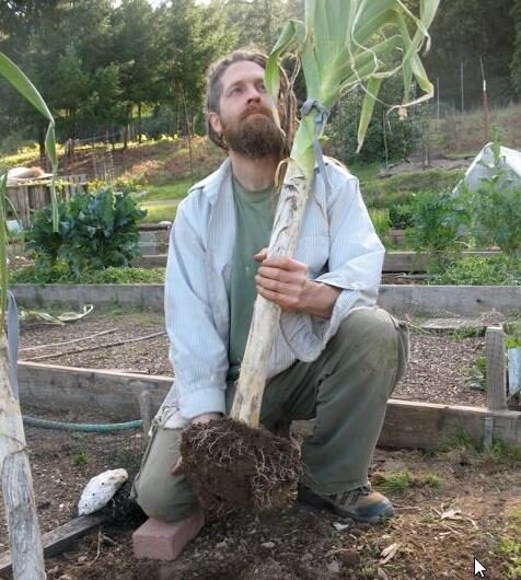 Allium ampeloprasum / Allium adscendens - Porrum Geant de Suisse, Wild Leek, Broadleaf Wild Leek, Giant Swiss Leek, Giant Swiss Leek Early Summer, Giant Leek - Image 6